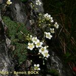 Saxifraga squarrosa Altul/Alta