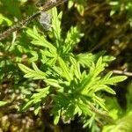 Potentilla argentea Лист