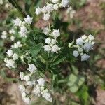 Parthenium integrifolium Çiçek