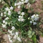 Parthenium integrifolium फूल