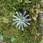 Saxifraga longifolia Leaf