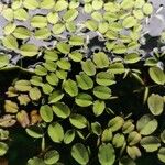 Salvinia natans Leaf