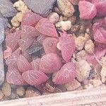 Haworthia cooperi Blatt