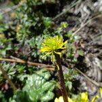 Ranunculus donianus Fleur