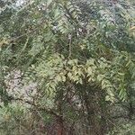 Ziziphus oenopolia Облик