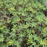 Euphorbia balsamifera Cvet