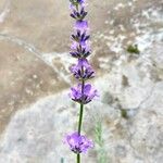 Lavandula × intermedia Flower