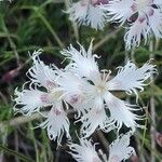 Dianthus arenarius 花