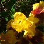 Iris variegata Flower