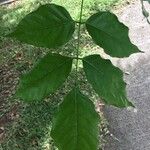 Pongamia pinnata Leaf