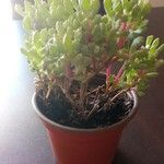 Lampranthus deltoides Leaf