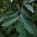 Monanthotaxis laurentii Leaf