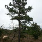 Pinus echinata Hábito