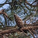 Pinus nigra फल