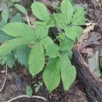 Panax quinquefolius Blad