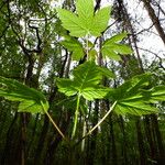 Acer pseudoplatanus Leaf