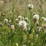Trifolium montanum Flower