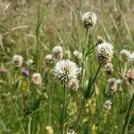 Trifolium montanum Květ