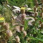 Astragalus alopecurus Hàbitat