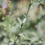 Plumbago europaea Leaf