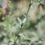 Plumbago europaea List