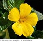 Turnera diffusa Λουλούδι