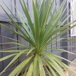 Cordyline indivisa অভ্যাস