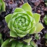 Sempervivum globiferum Folla