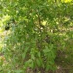 Combretum constrictum Natur