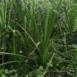 Pandanus urophyllus Leaf