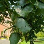 Tilia mongolica 葉