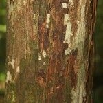 Manilkara bidentata Corteza