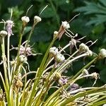 Allium schubertii Flower