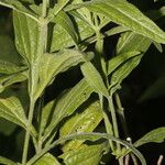 Isocarpha oppositifolia Leaf