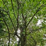 Acer pseudoplatanus Libunga