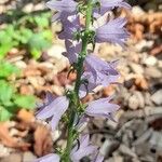 Campanula bononiensis 花