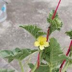 Citrullus lanatus Floare