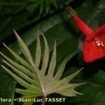 Quamoclit coccinea Mosusu