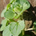 Veronica hederifolia Leaf