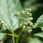 Chenopodiastrum hybridum 花
