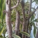 Dracaena reflexa Bark