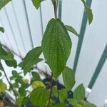 Acalypha arvensis Leaf