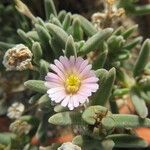 Delosperma abyssinicum