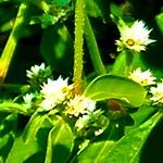 Alternanthera bettzickiana Floare