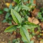 Eclipta prostrata Leaf