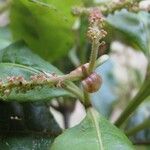 Weinmannia laurina Fruit