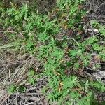 Hypericum revolutum Leaf