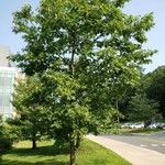 Quercus rubra عادت داشتن