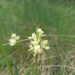 Dactylorhiza insularis Blüte