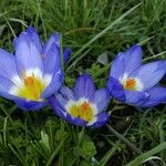 Crocus sieberiBlüte